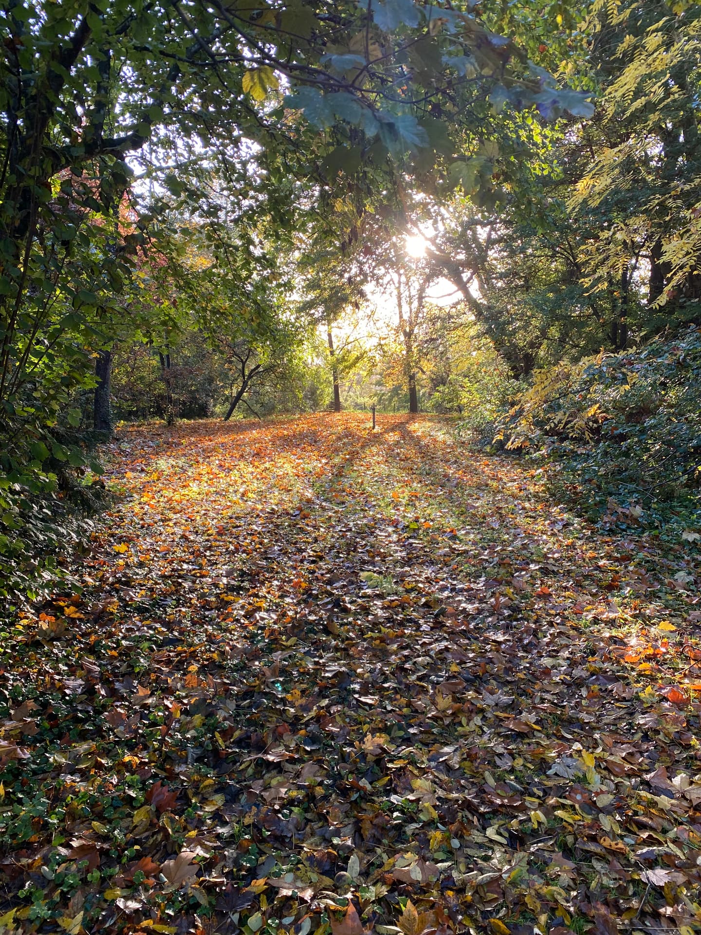 Le chemin d'automne