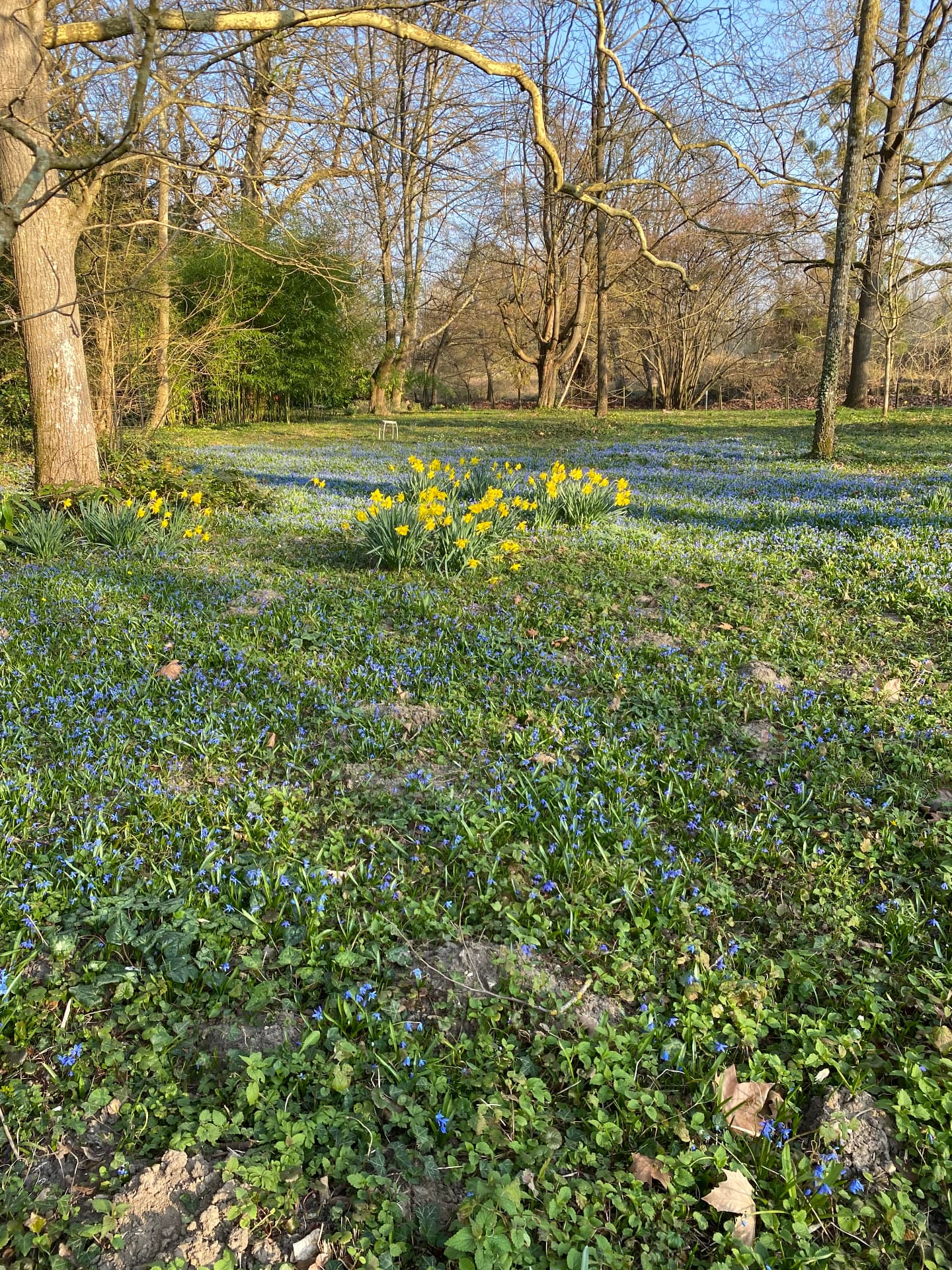 Le jardin de La Loingtaine au printemps, jonquilles et fleurs bleues sous les arbres