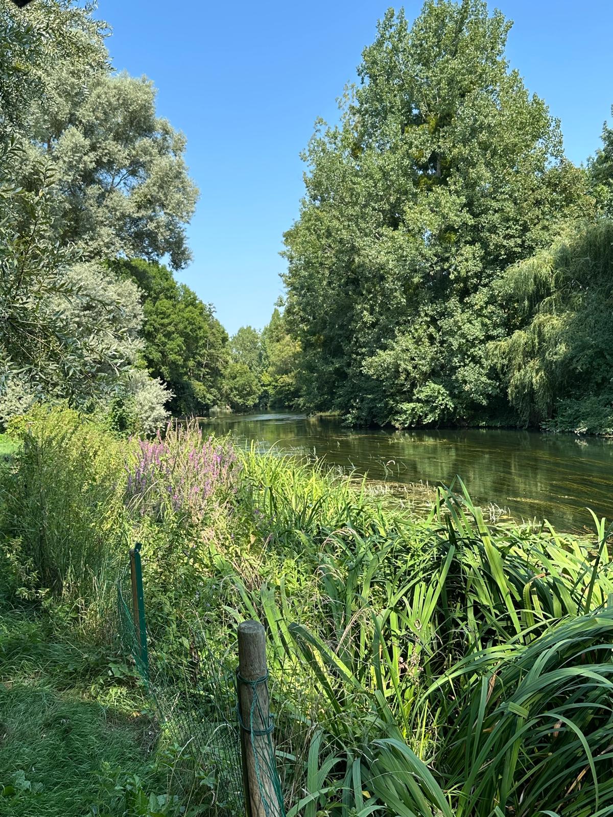 Le Loing en été, roseaux et saules le long de la berge