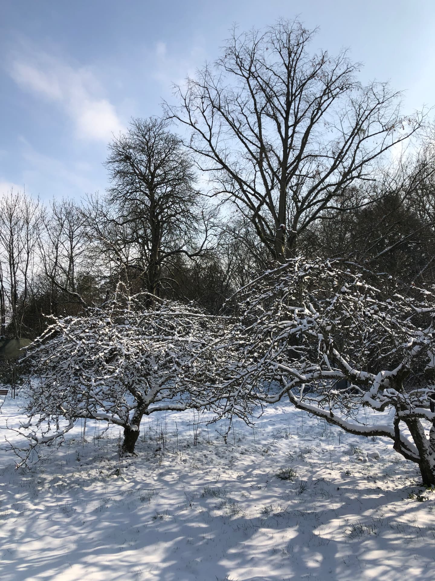 Le jardin sous la neige